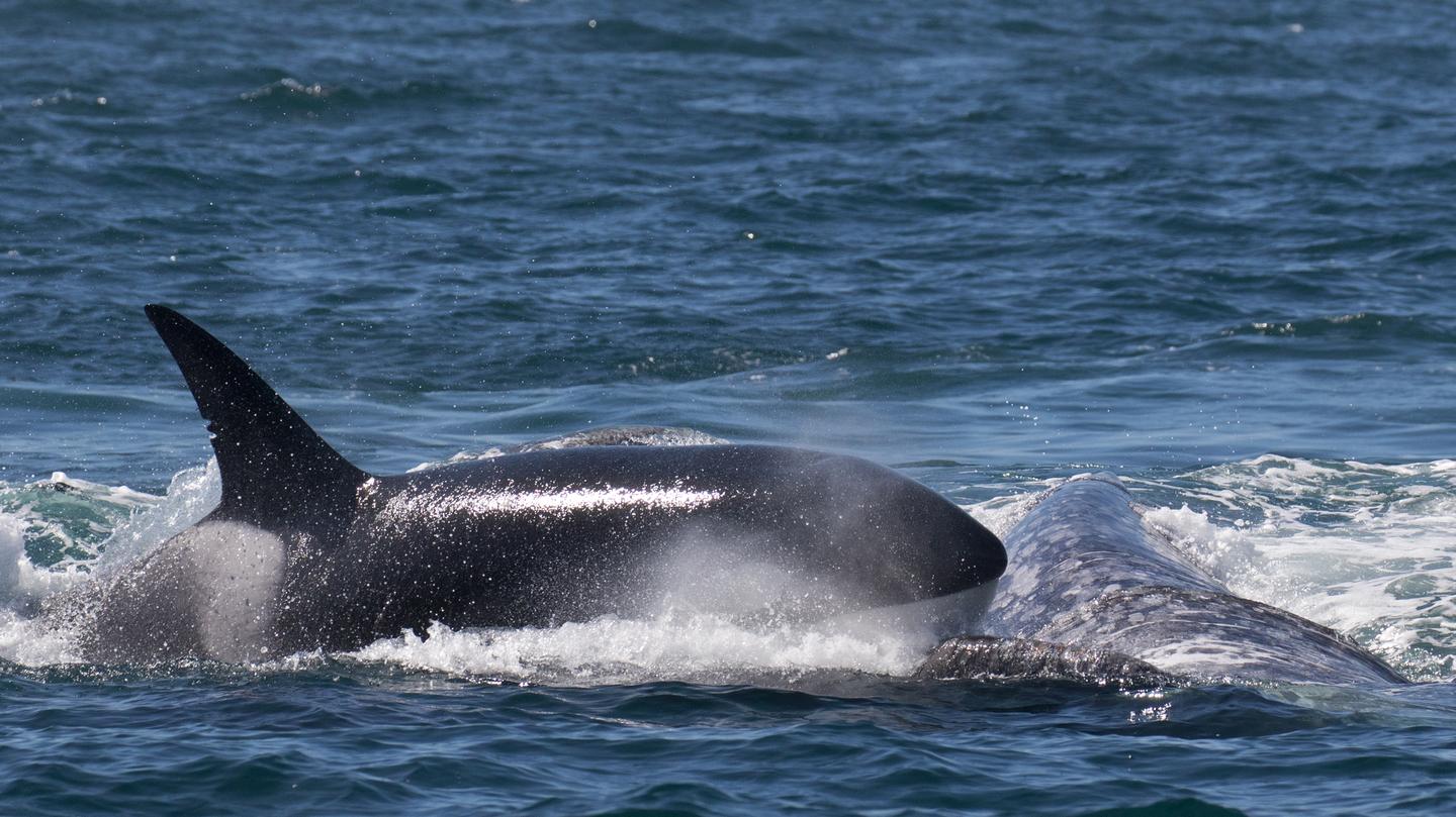 A Killer Whale Killing Spree on the West Coast Is Actually Good News ...