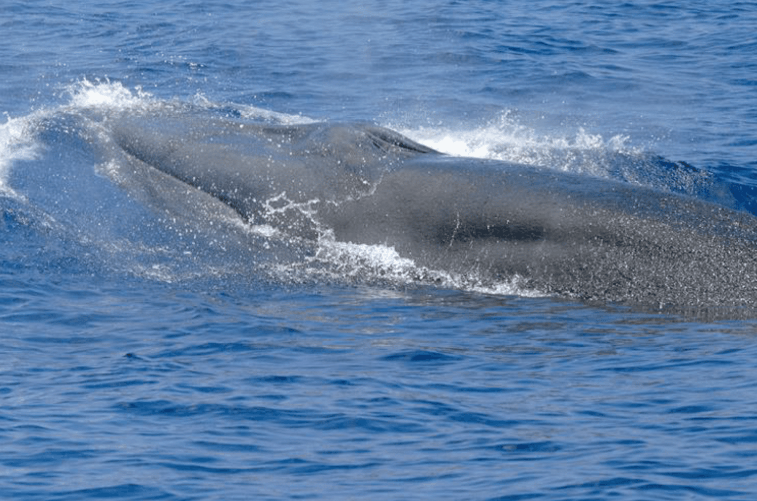 critical-habitat-for-the-gulf-of-mexico-bryde-s-whale-balaenoptera