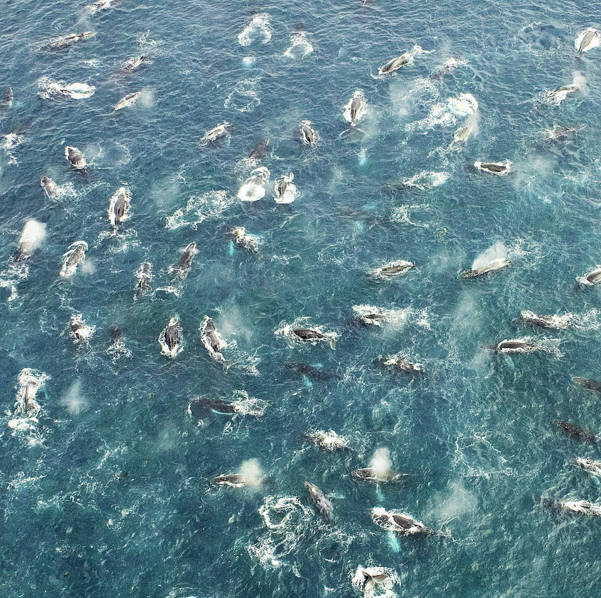 Whales As Marine Ecosystem Engineers Vs Keystone