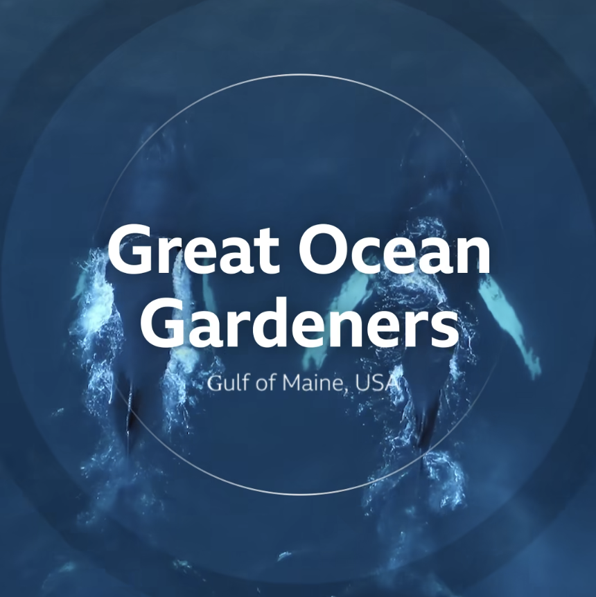 Great Ocean Gardeners - Joe Roman